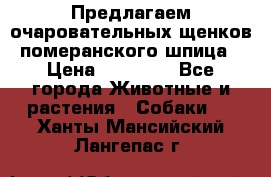 Предлагаем очаровательных щенков померанского шпица › Цена ­ 15 000 - Все города Животные и растения » Собаки   . Ханты-Мансийский,Лангепас г.